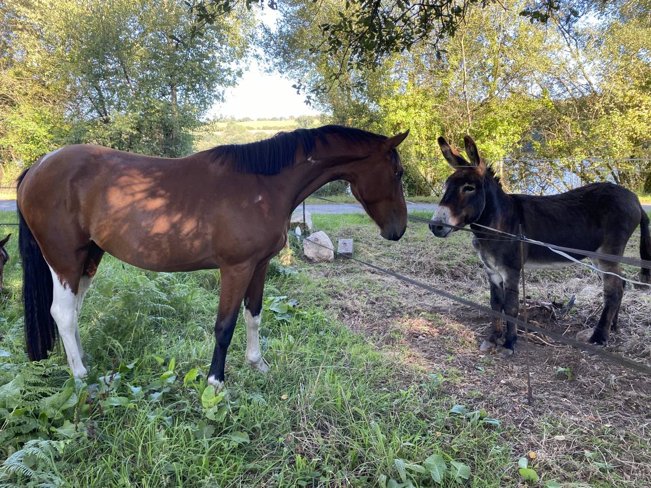 Jument 2 ans Pie baie CSO