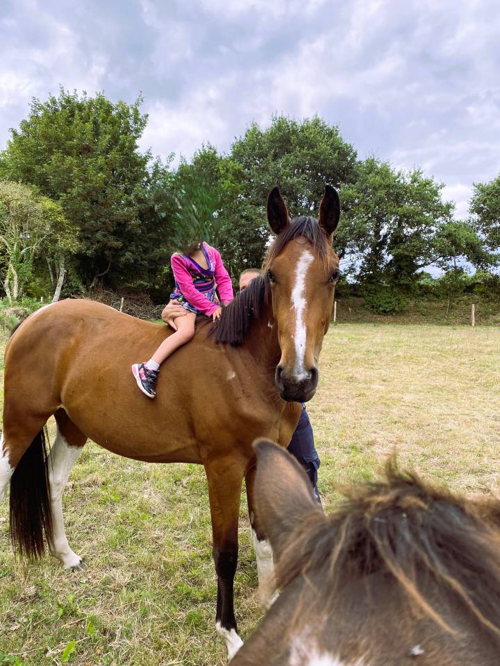 Jument 2 ans Pie baie CSO
