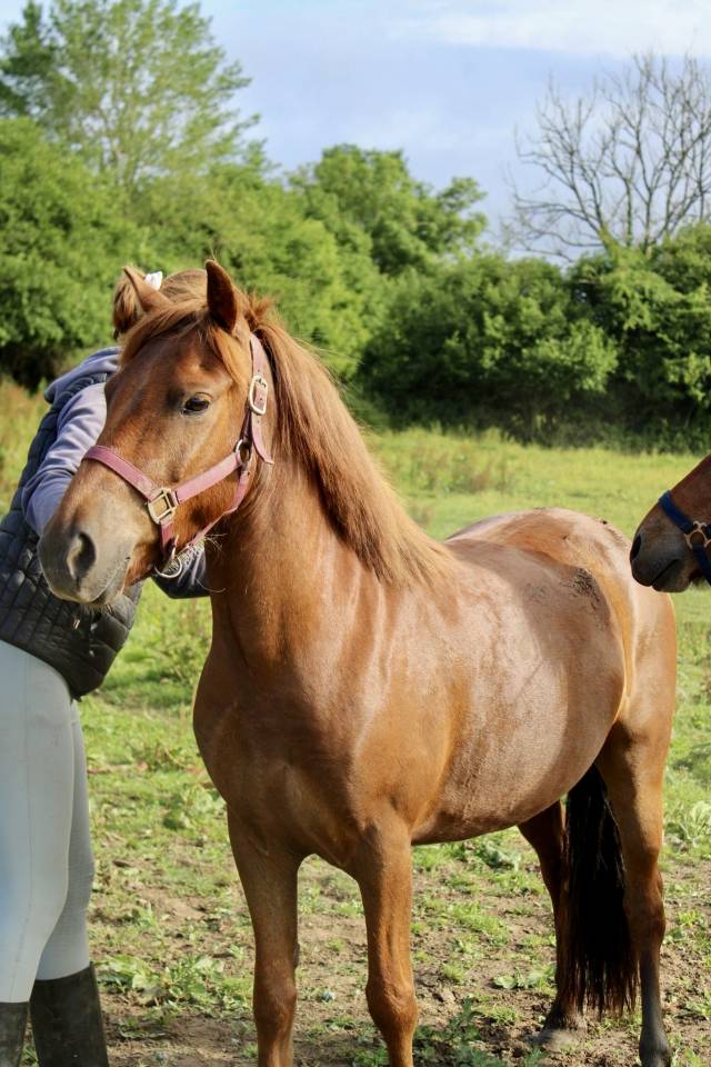 Poney de 5 ans 