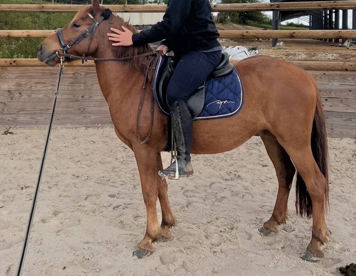 Poney de 5 ans 
