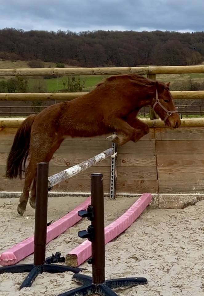 Poney de 5 ans 