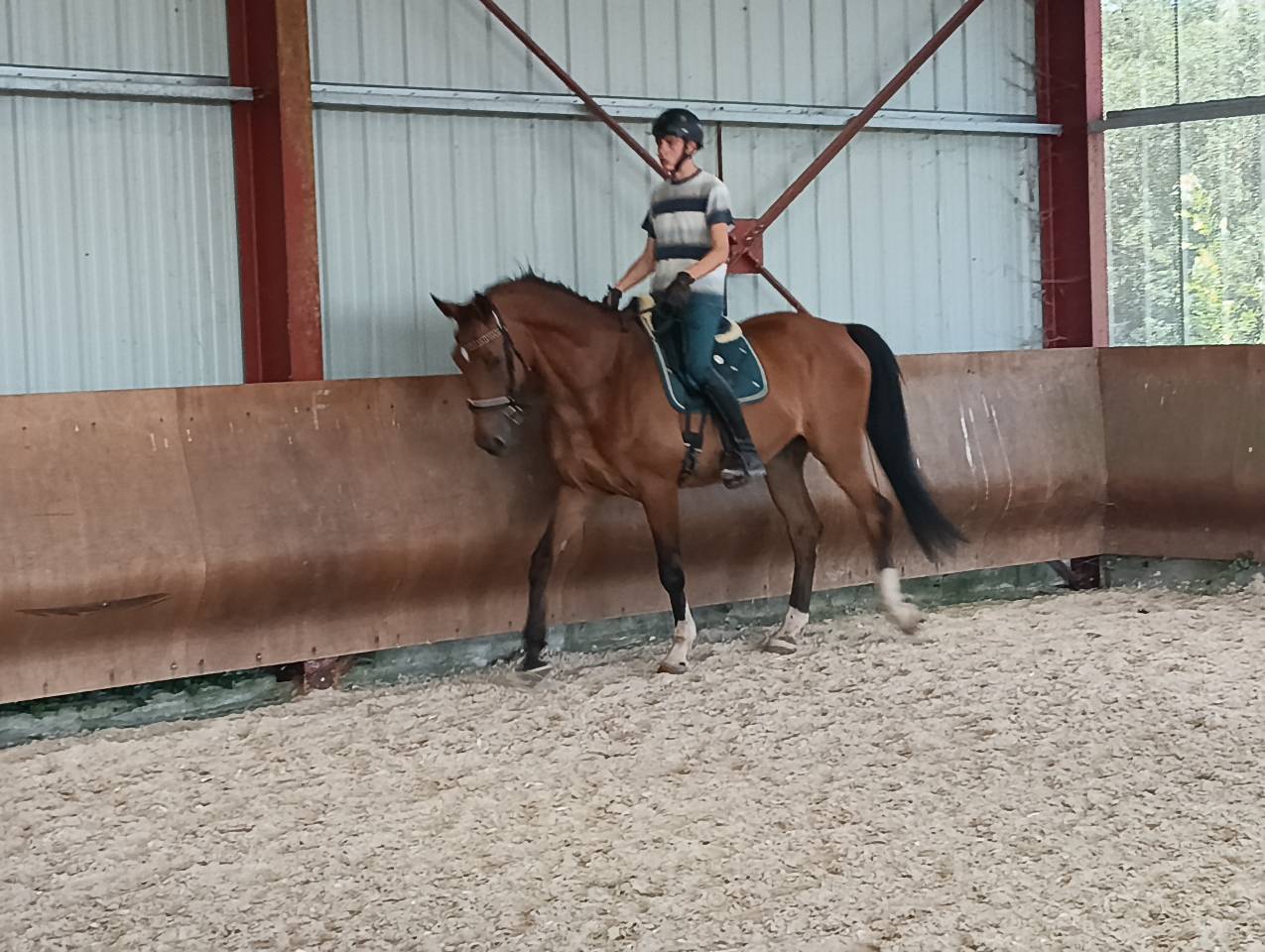 Apprenti bpjeps cherche un centre &eacute;questre dynamique 