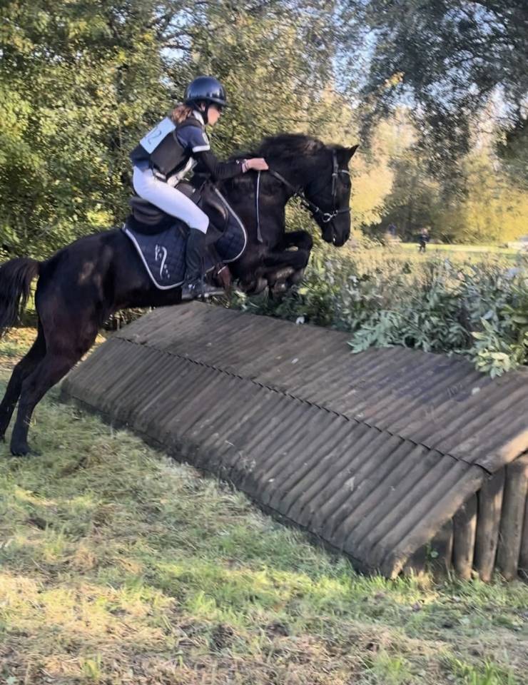 Super Poney D de concours 