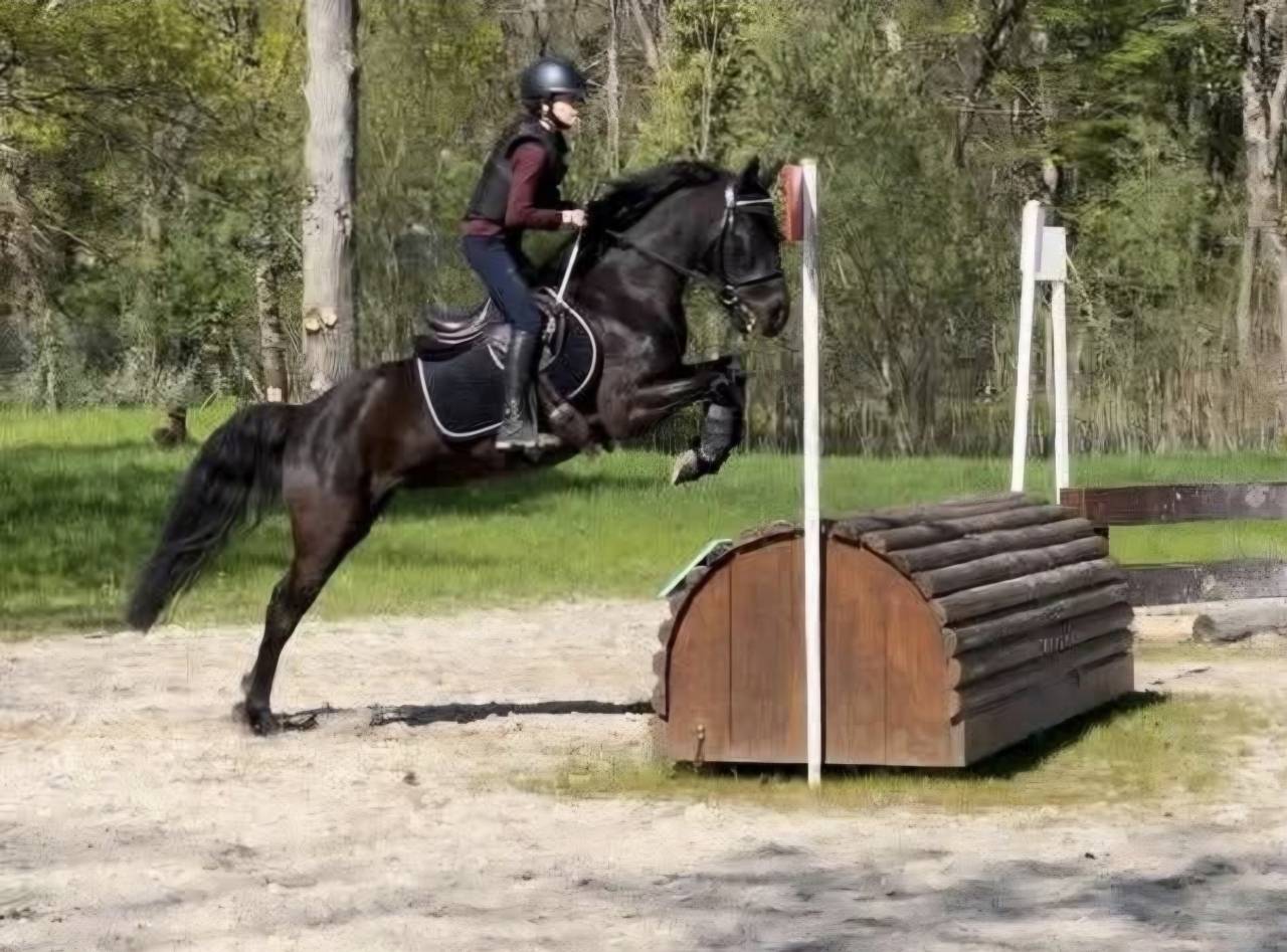Super Poney D de concours 