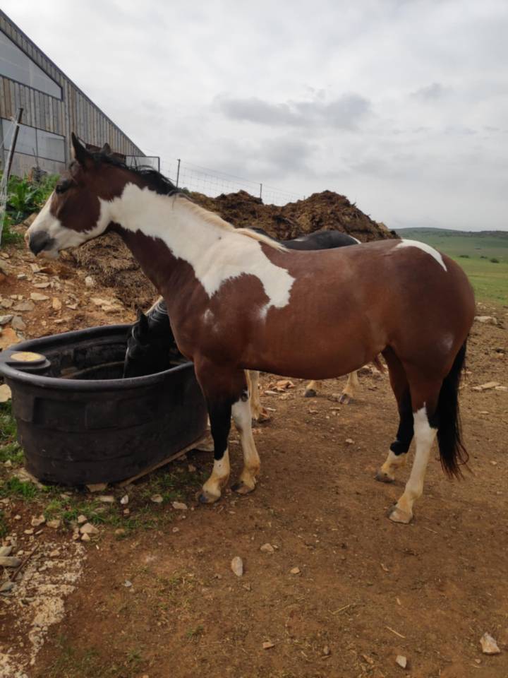 Jument paint horse 4 ans 