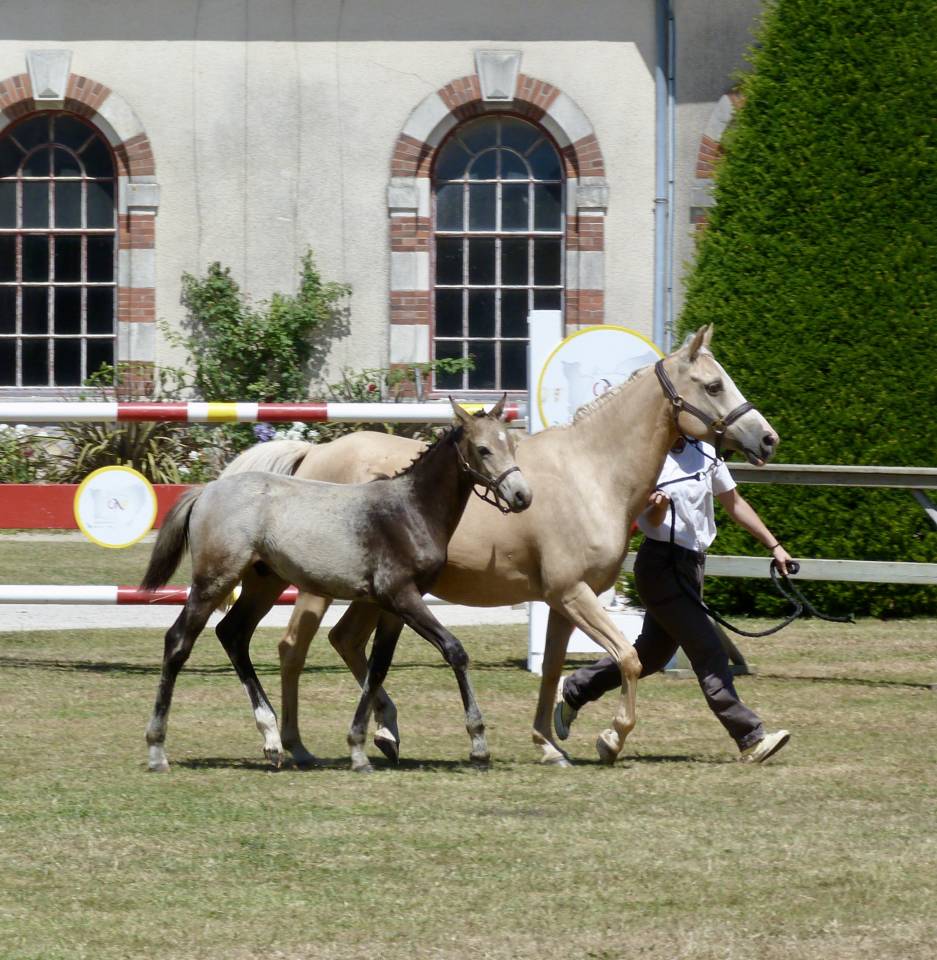 Pollux du Vandy, facile, rac&eacute;, &eacute;nergique