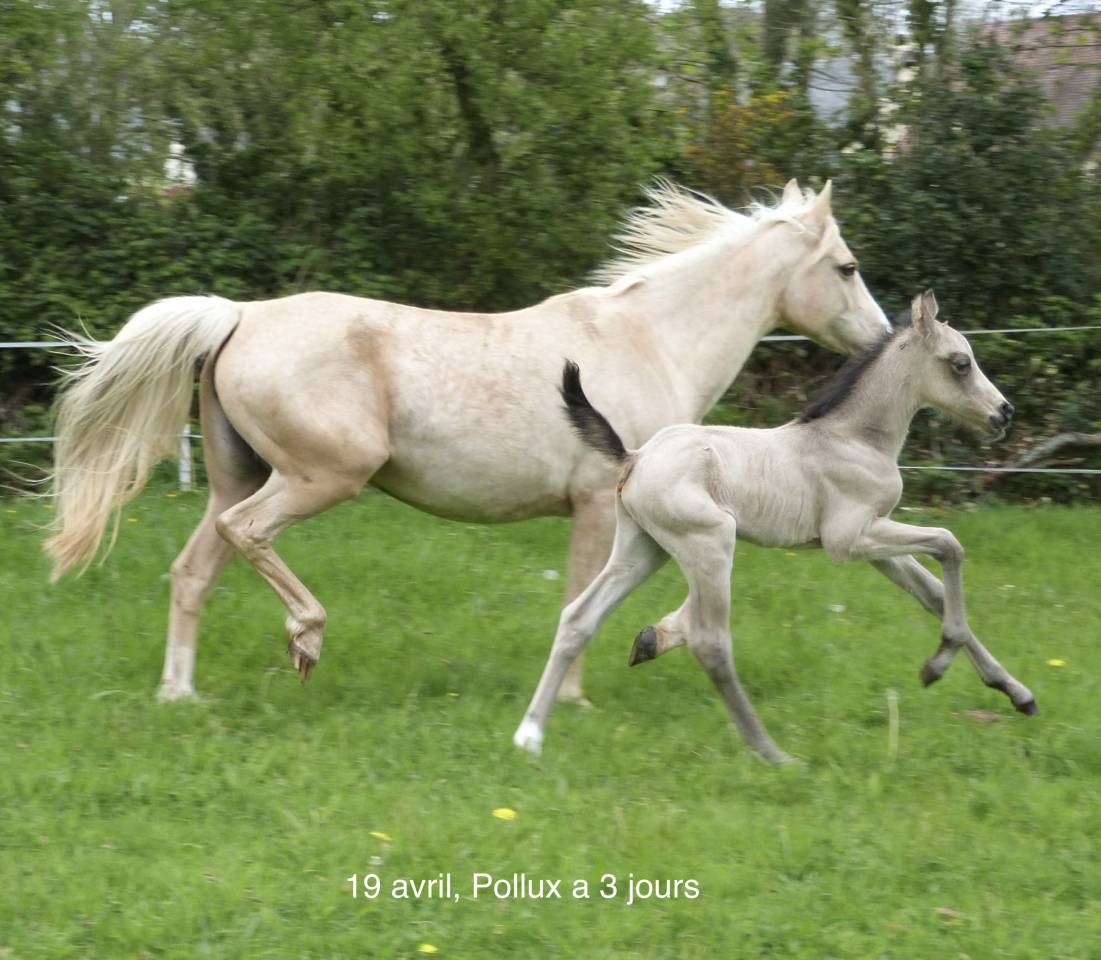 Pollux du Vandy, facile, rac&eacute;, &eacute;nergique