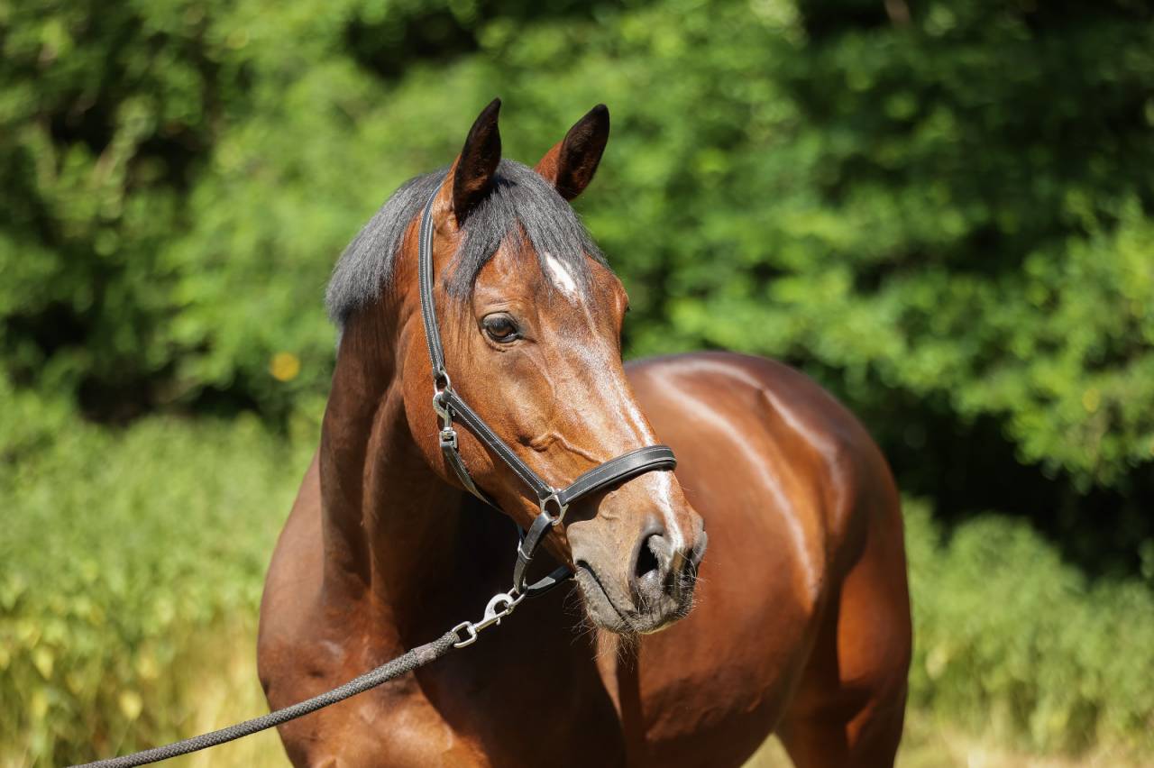 FAKIR, Hongre SF 11 ans dressage, loisir, saut