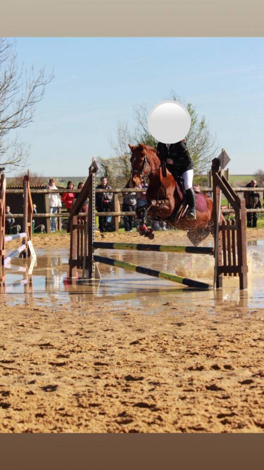 Cheval Hongre ONC de 6 ans