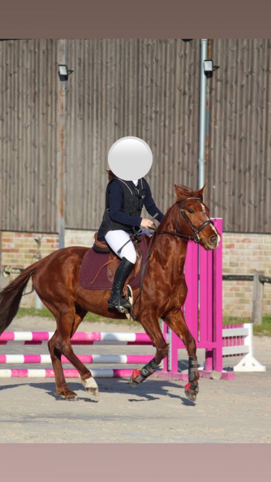 Cheval Hongre ONC de 6 ans