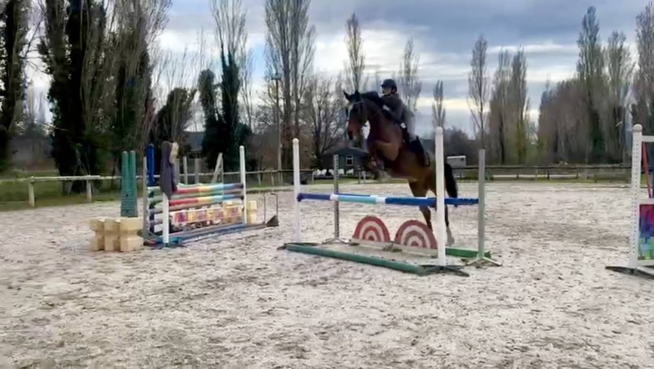 Cheval de sport