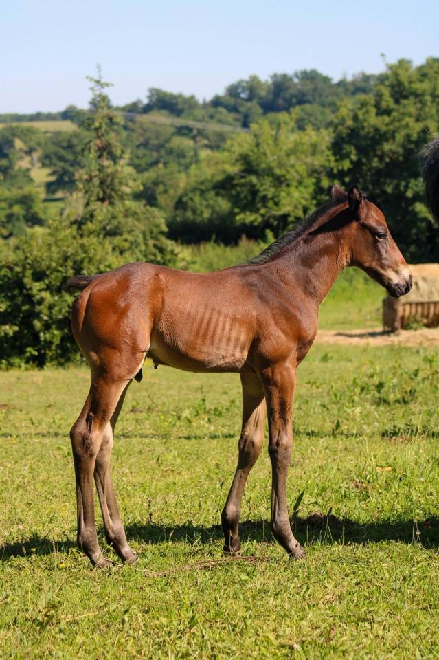 Magnifique poulain 