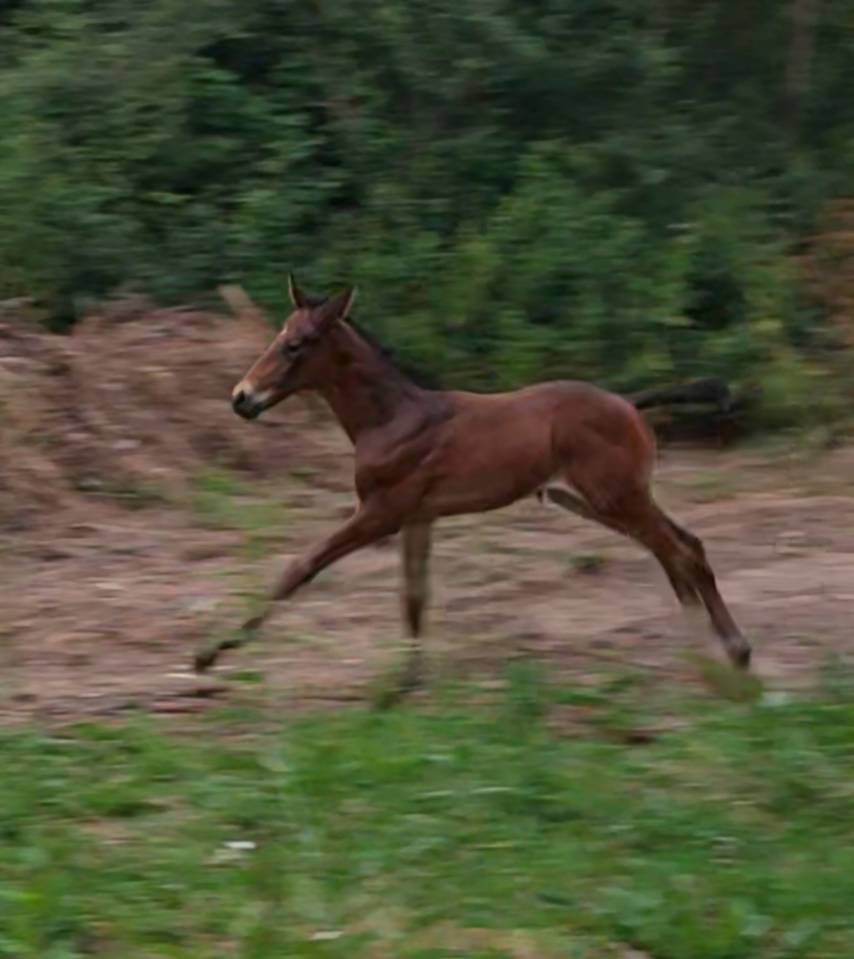 Magnifique poulain 