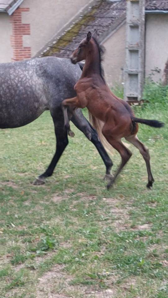 Magnifique poulain 