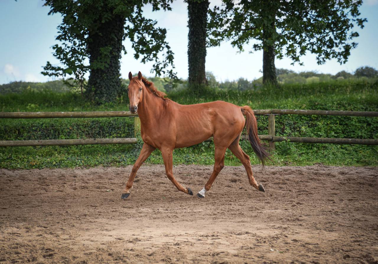 Hongre polyvalent, 11 ans