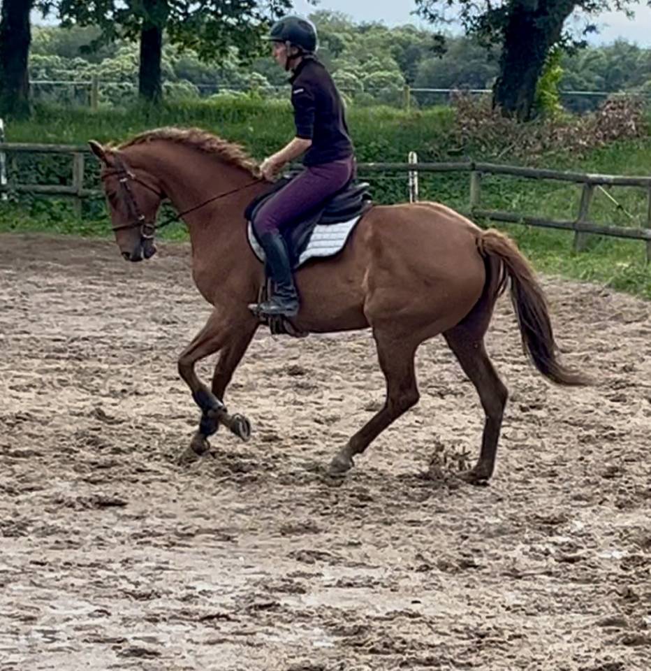 Hongre polyvalent, 11 ans