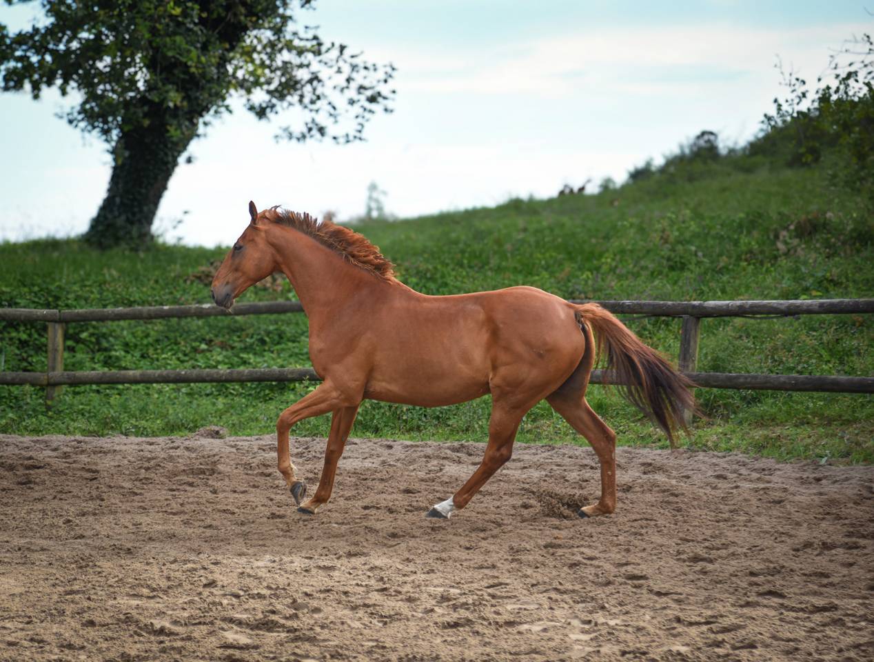 Hongre polyvalent, 11 ans