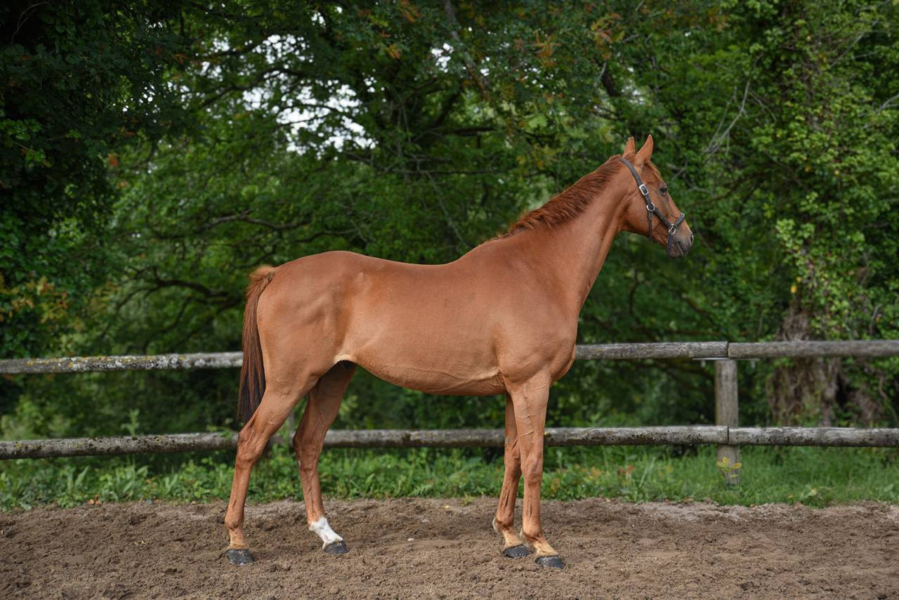 Hongre polyvalent, 11 ans