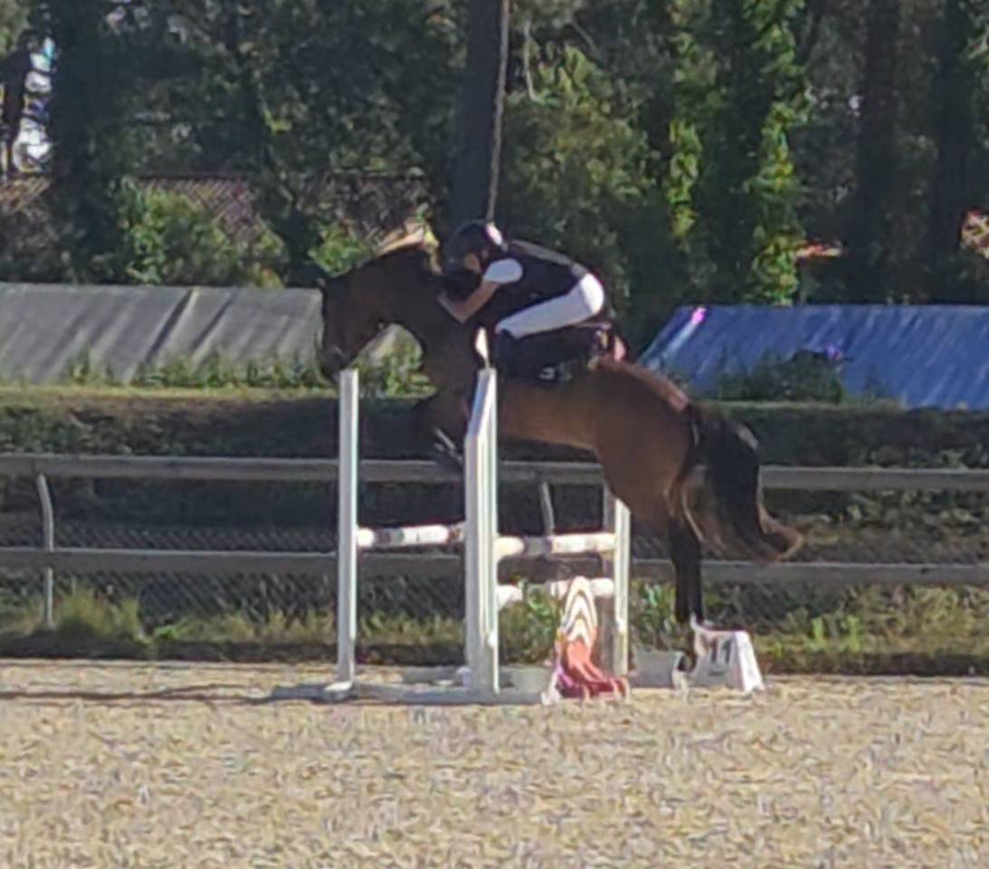 Poney de Sport