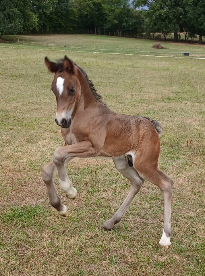 Peanuts de Puisaye -m&acirc;le Welsh Cob 1 an