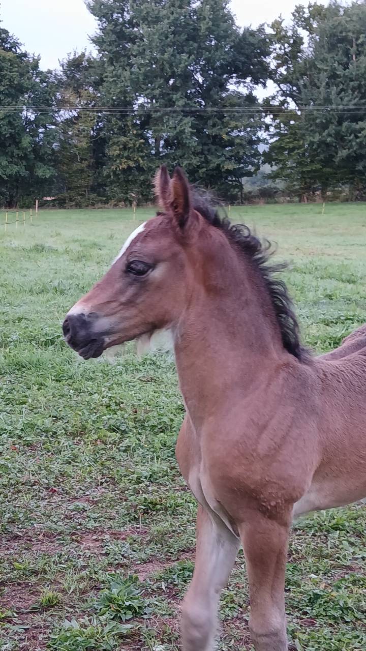 Peanuts de Puisaye -m&acirc;le Welsh Cob 1 an