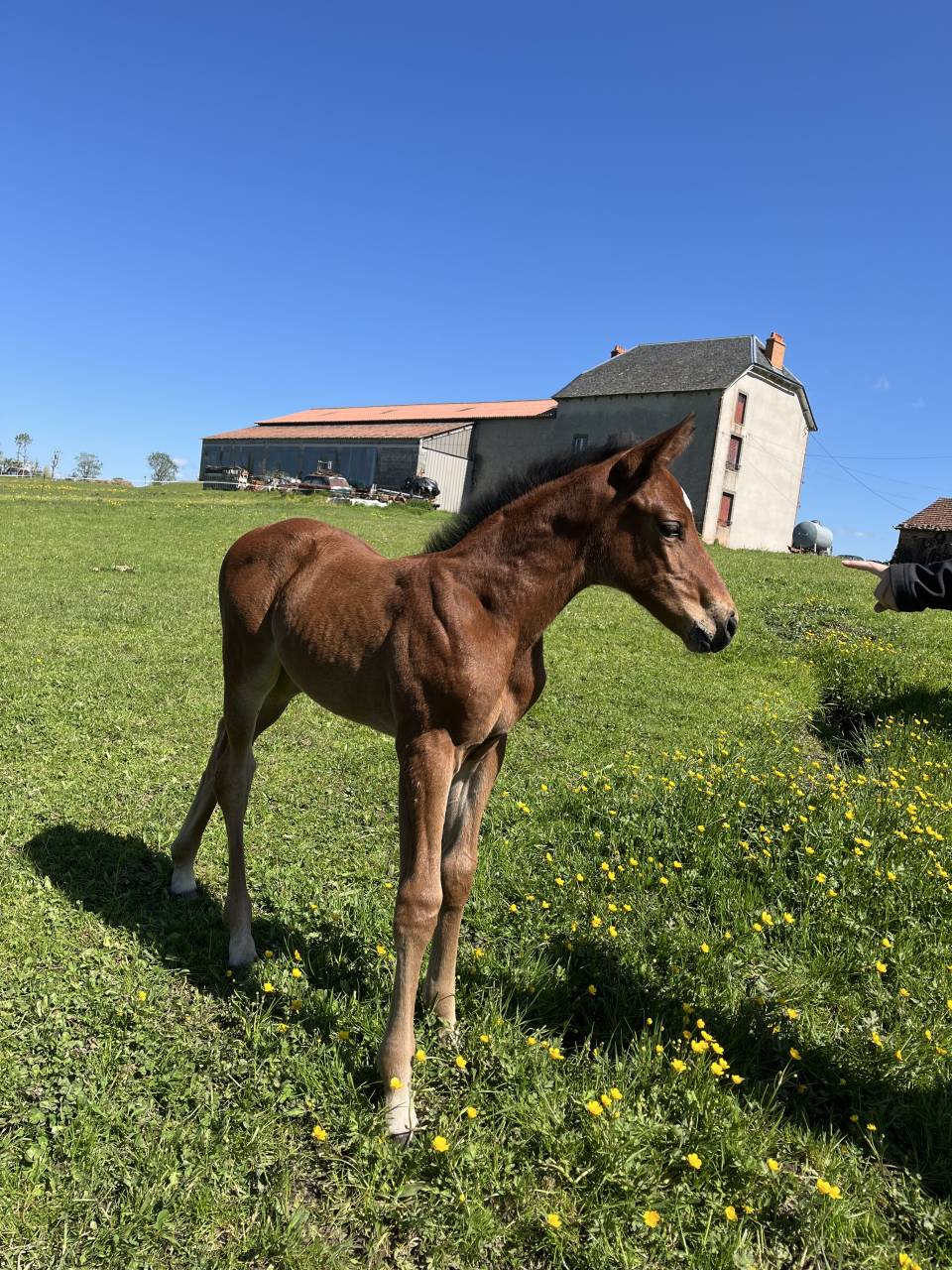 Poulini&egrave;re sfo 14 ans 