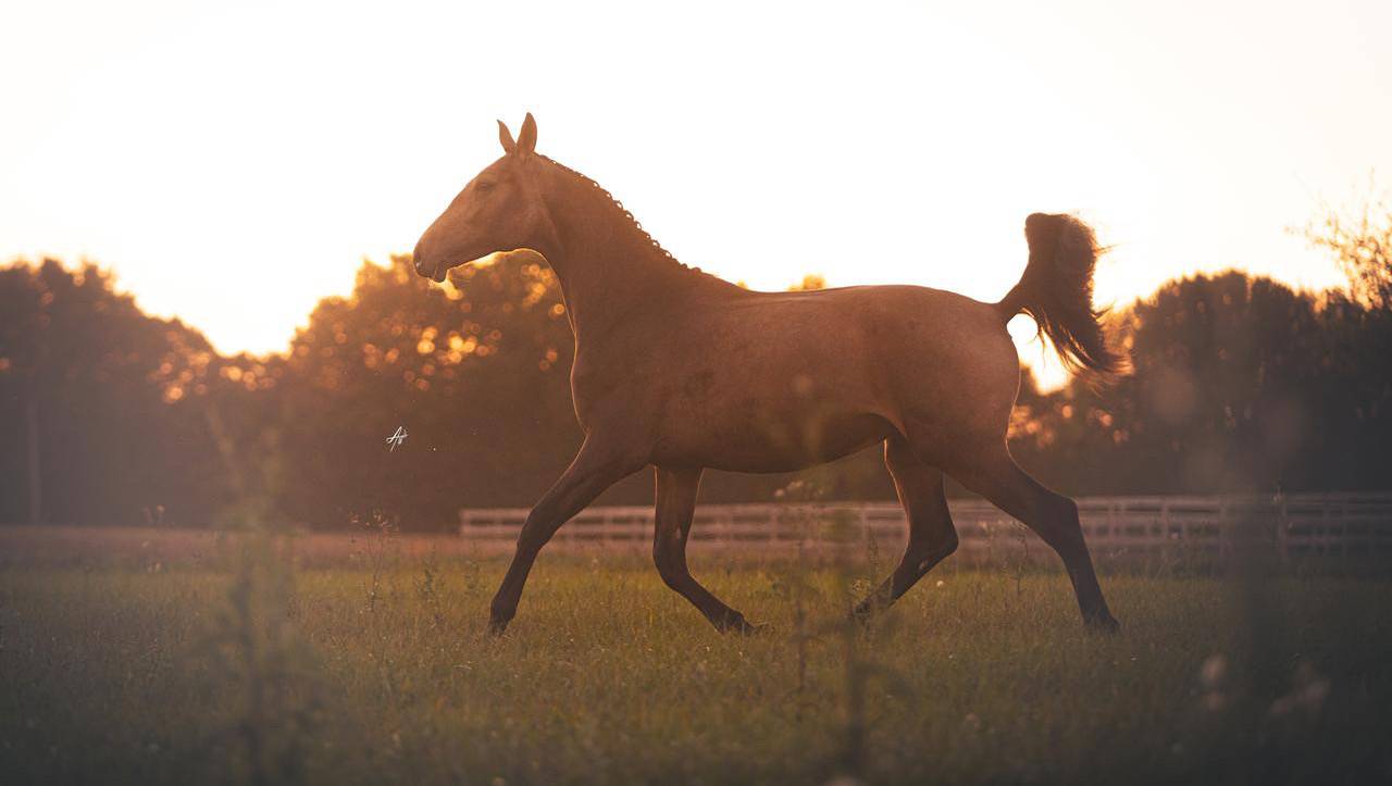 Magnifique cheval 
