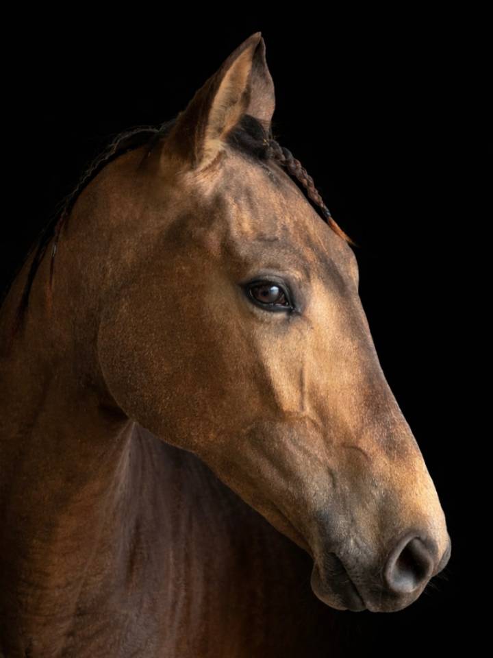 Magnifique cheval 