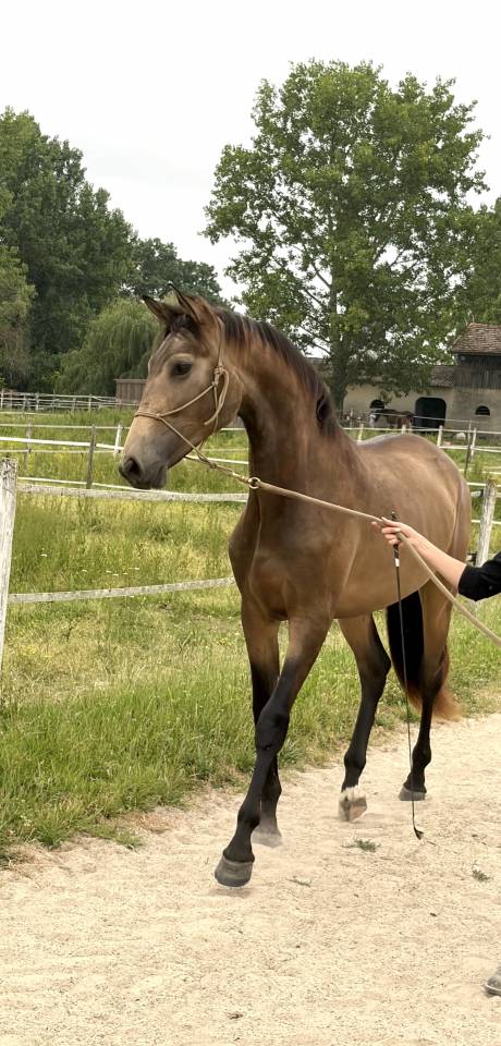Magnifique cheval 