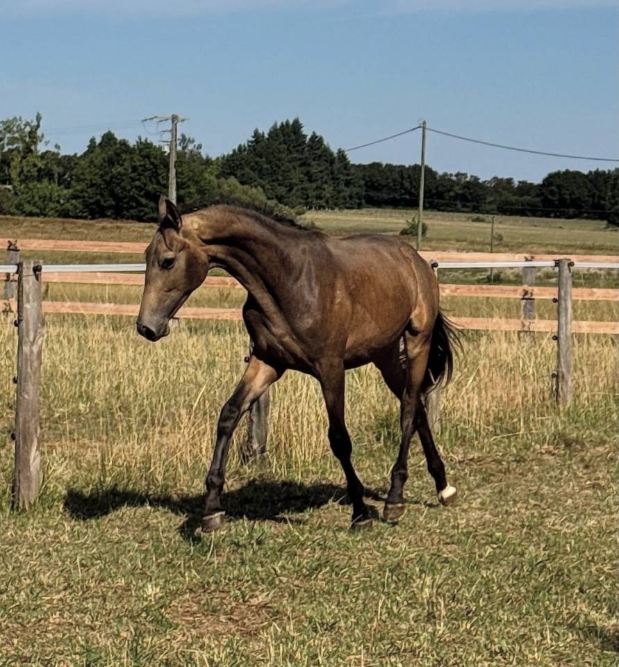 Magnifique cheval 