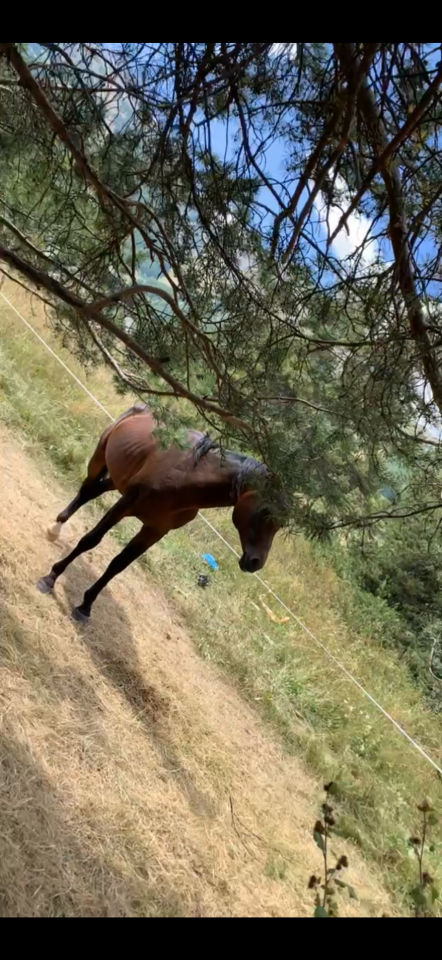 Cavali&egrave;re d'ext&eacute;rieur exp&eacute;riment&eacute;e cherche mission sais