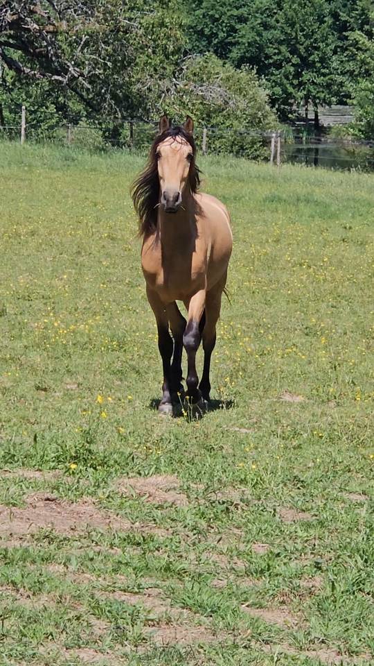 Pure race espagnole isabelle 