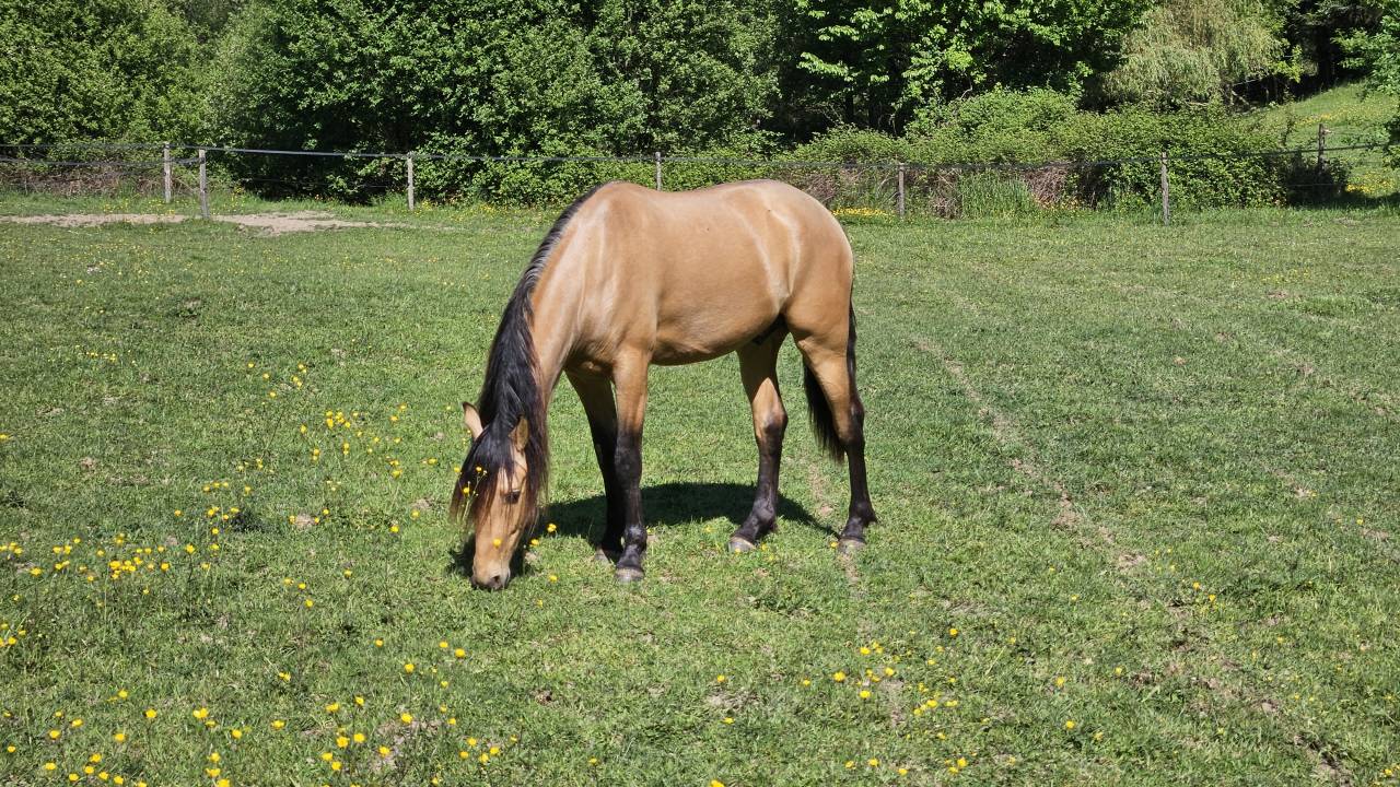 Pure race espagnole isabelle 
