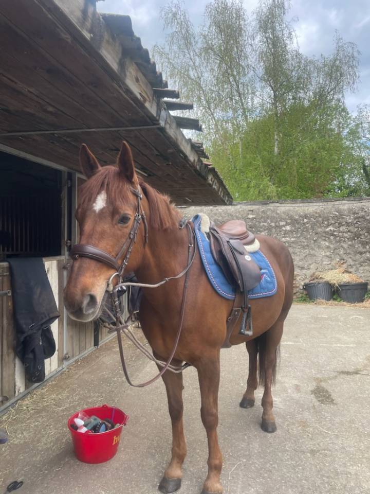 Ponette de sport D &agrave; louer.