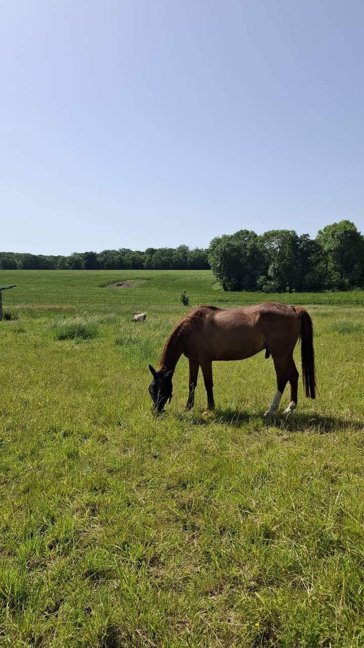 Cheval pour compagnie &agrave; vendre