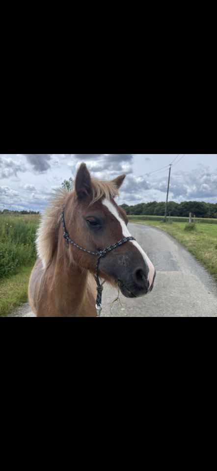 Poney B 