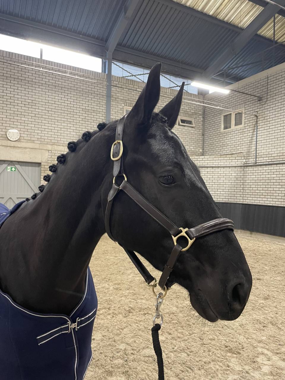 Hongre de 4ans par Kjento