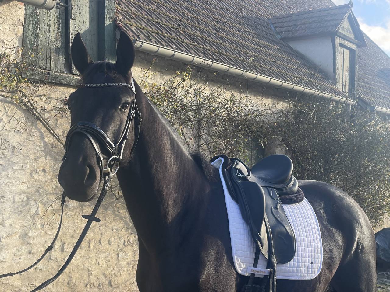 Hongre de 4ans par Kjento