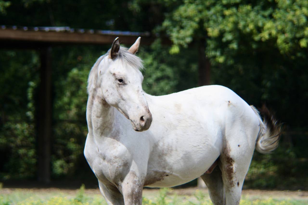 Appaloosa oc 