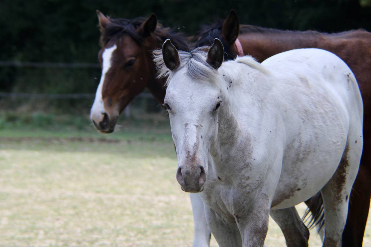 Appaloosa oc 