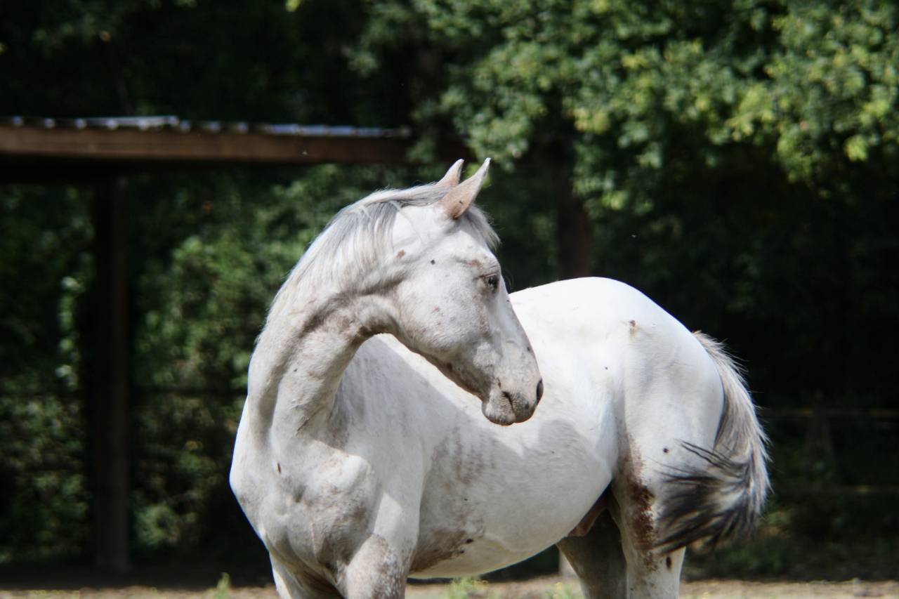 Appaloosa oc 
