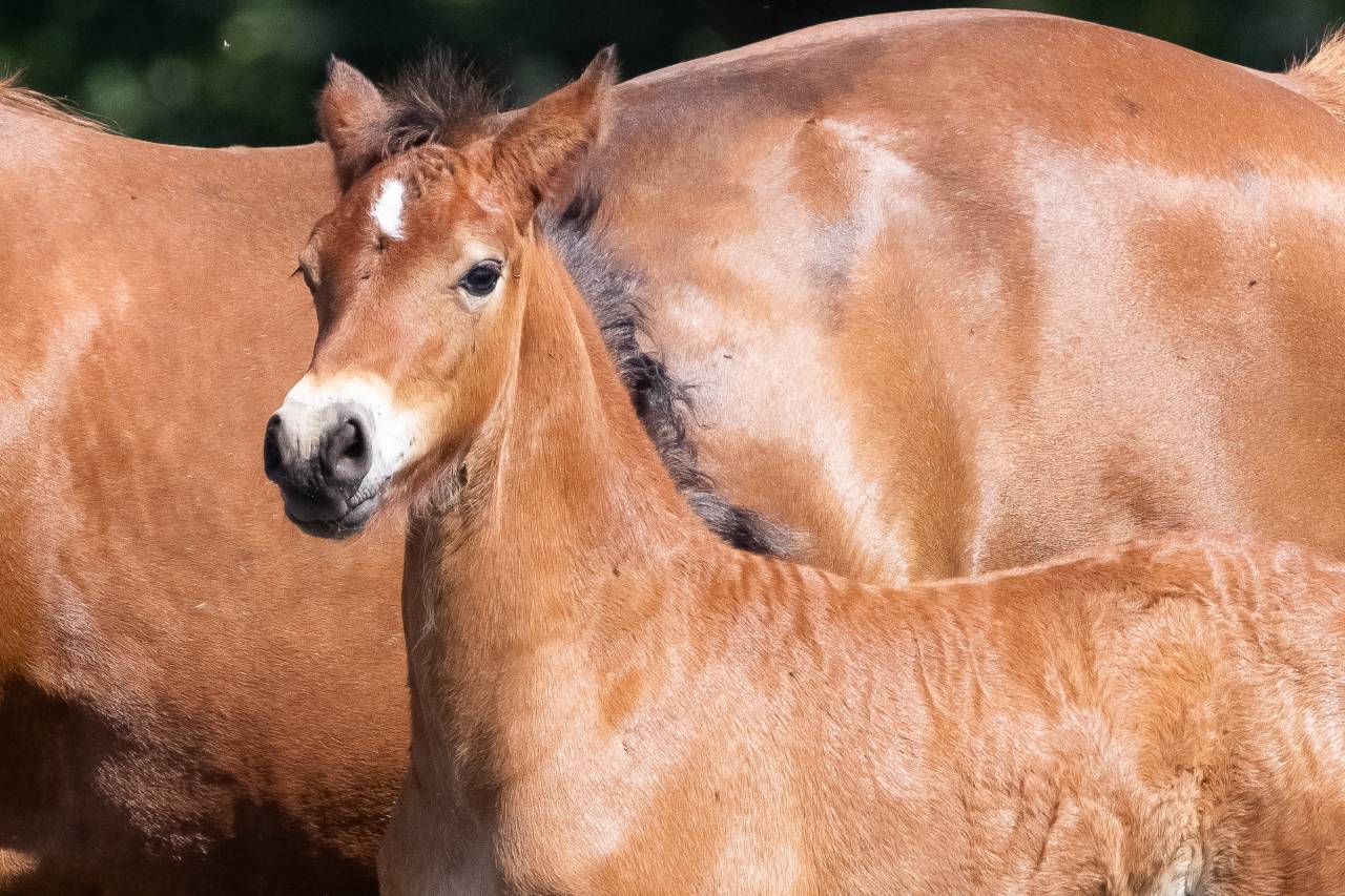 poulain welsh cob - &eacute;levage de ma&iuml;ka