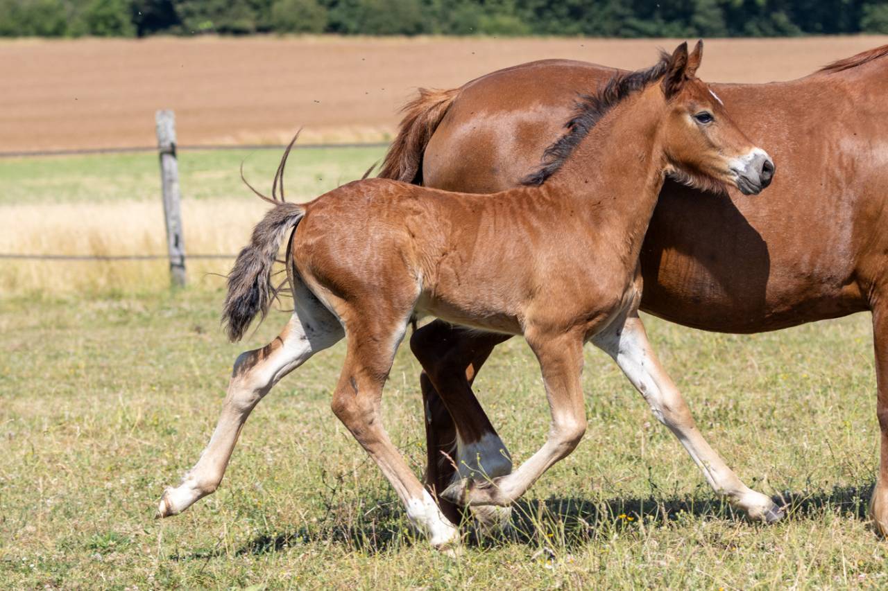 poulain welsh cob - &eacute;levage de ma&iuml;ka