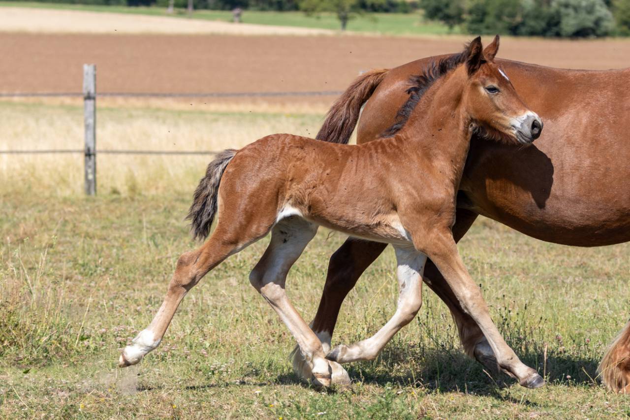 poulain welsh cob - &eacute;levage de ma&iuml;ka