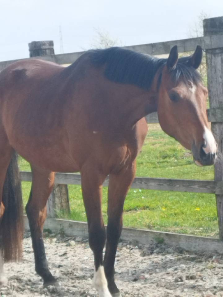Hongre - Oldenbourg - 3 ans - Dressage- France