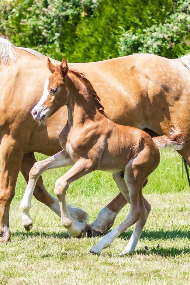 poulain welsh cob - elevage de maika