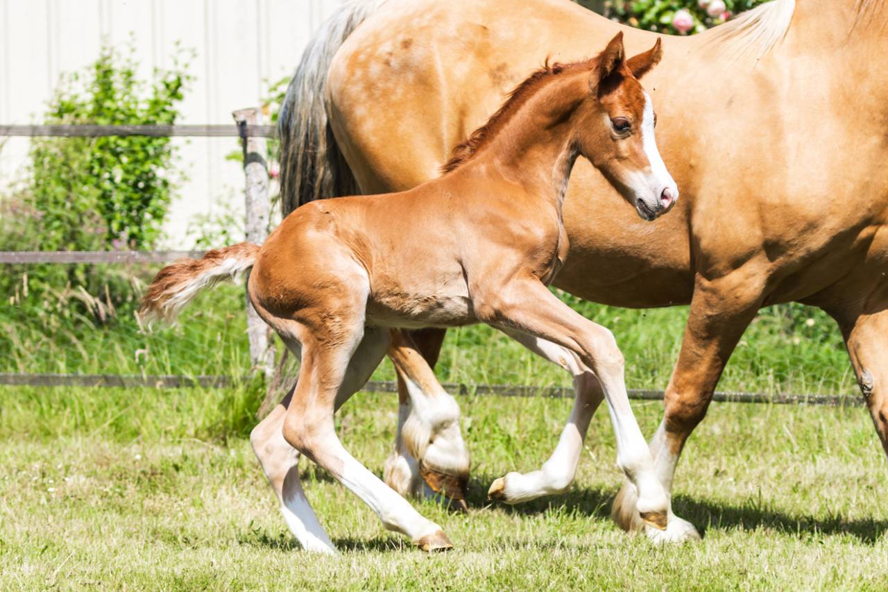 poulain welsh cob - elevage de maika