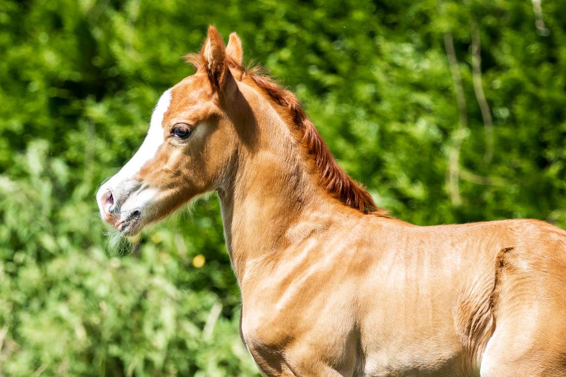 poulain welsh cob - elevage de maika