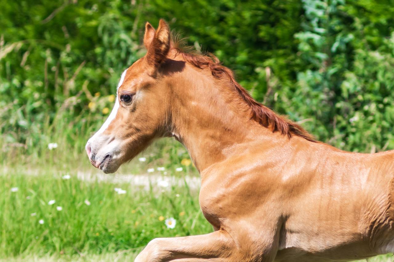 poulain welsh cob - elevage de maika