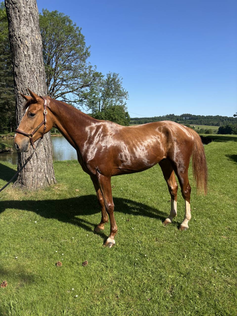 Dallas du Grand Routheux 